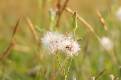 Close-up of white dandelion flower