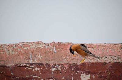 Bird perching on built structure against clear sky