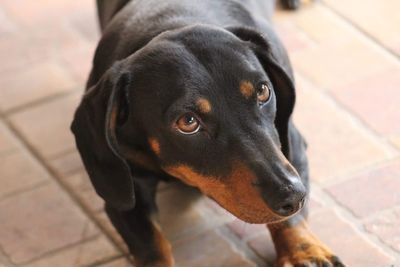 Close-up portrait of black dog