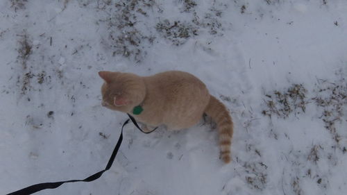 Cat lying on snow covered land