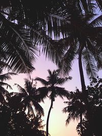 Low angle view of silhouette palm trees against sky