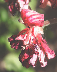 Close-up of pink flowers