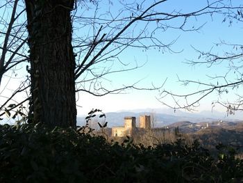 Bare trees and buildings in city