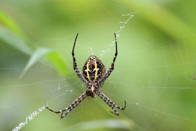 Close-up of spider on web