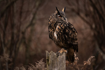 A trained eurasian eagle-owl on a fence post. bubo bubo