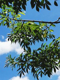 Low angle view of tree against blue sky