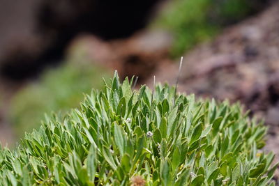 Close-up of succulent plant on field