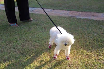 Low section of person standing on grass