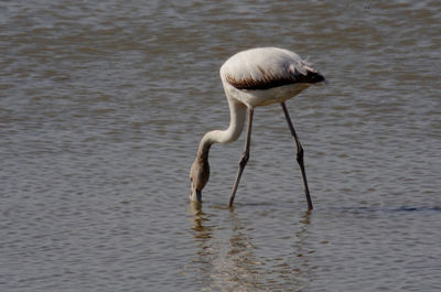 White duck in a lake