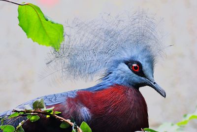 Close-up of crowned pigeon