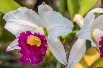 Close-up of purple flowering plants