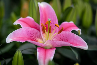 Close-up of pink flower