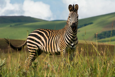 Single zebra standing in nyika national park, malawi. full length.