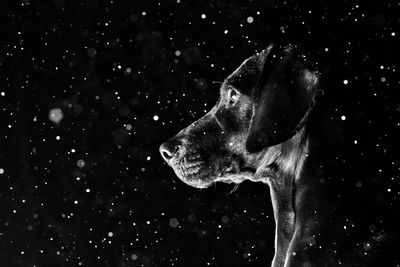 Close-up of dog looking away while standing against sky at night during snowfall