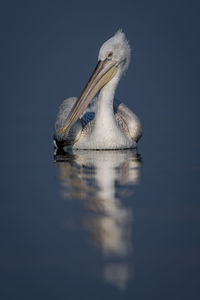 Close-up of pelican on lake