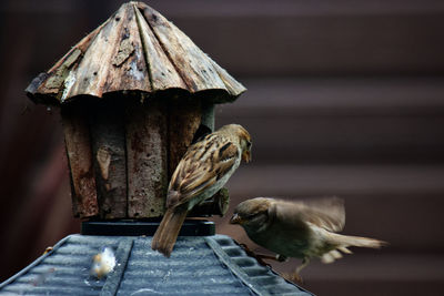 Close-up of bird perching on wooden table