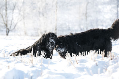 Newfoundland in winterwonderland