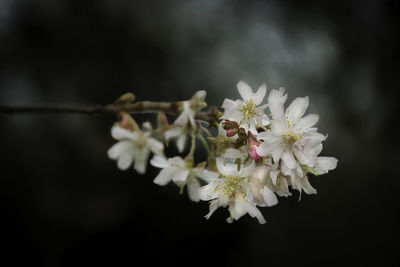 Close-up of white cherry blossoms