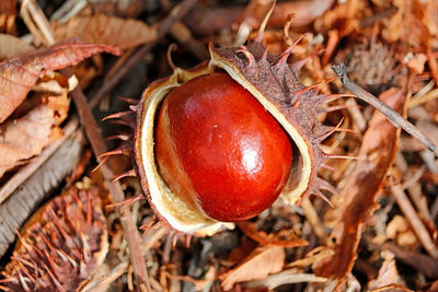 Close-up of apple growing on field