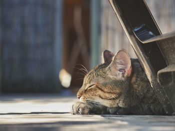 Close-up of a cat sleeping