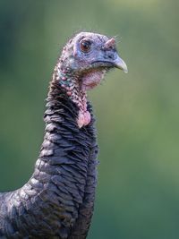 Close-up of a bird