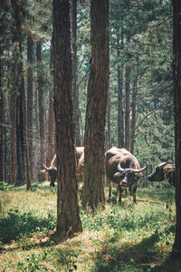 View of a tree in the forest