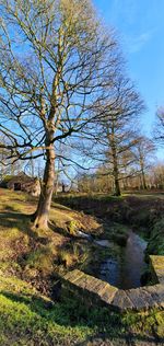 Bare tree on field by lake against sky