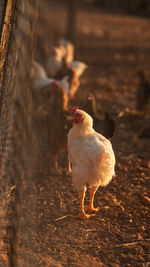 View of a bird on land