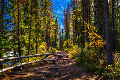 Trees in forest