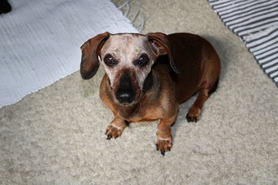 High angle portrait of dog relaxing on floor