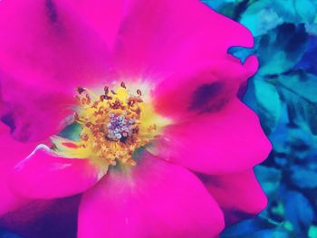 Close-up of pink flower blooming outdoors