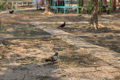 Pigeons perching on a field