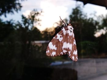 Close-up of butterfly on plant against sky