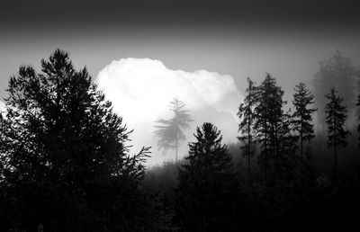 Low angle view of silhouette trees against sky