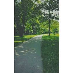 Road passing through forest