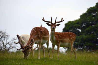 Deer standing in a field