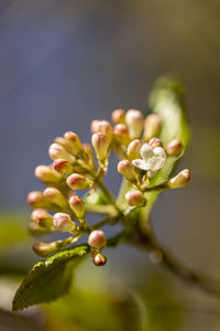 Close up of a blooming viburnum