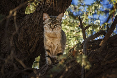 Portrait of cat on tree