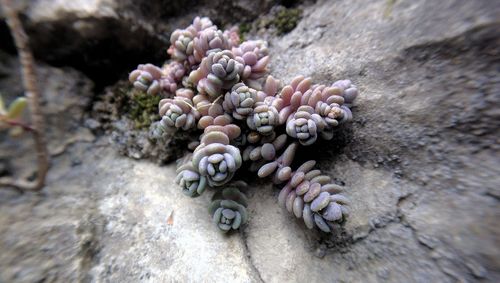 Close-up of snake on rock