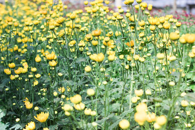 Close-up of yellow flowering plants on field