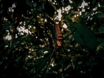 The spider is making webs