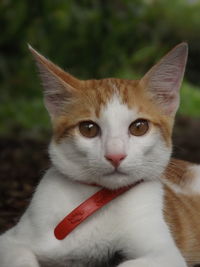 Close-up portrait of cat