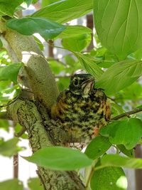 Close-up of lizard on tree