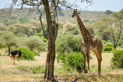 Giraffe standing by tree in forest