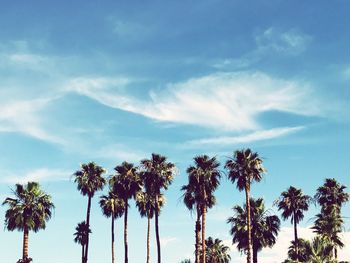 Low angle view of palm trees against blue sky