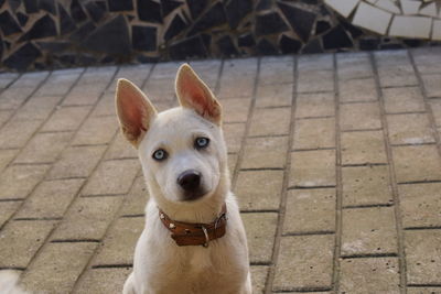 Portrait of dog looking at footpath