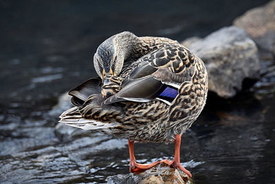 Close-up of a bird