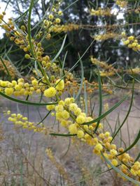 Close-up of yellow flowering plant