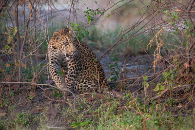 Leopard with prey in sight