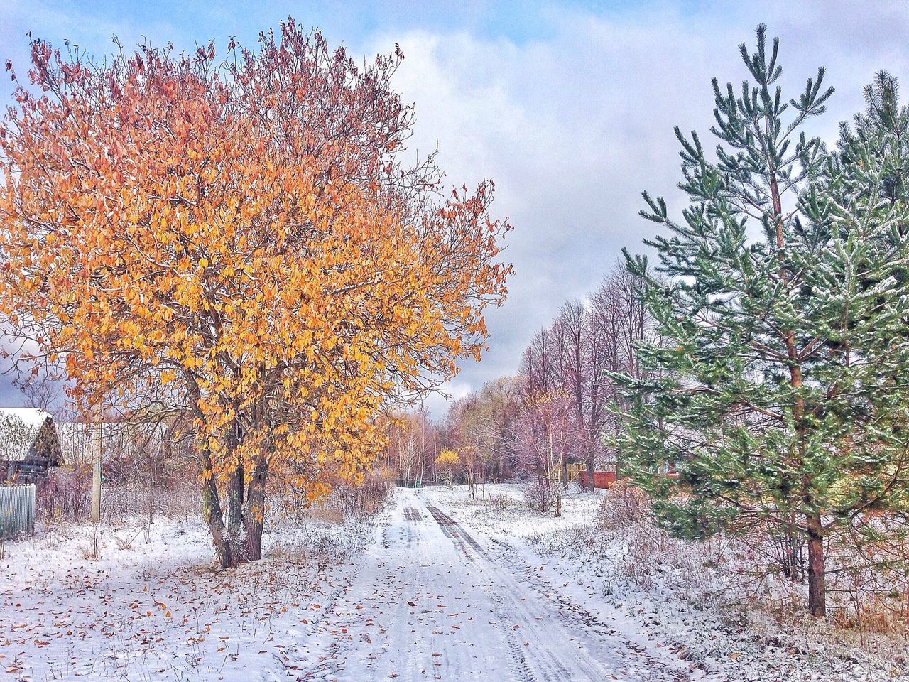 tree, the way forward, season, sky, nature, growth, road, tranquility, autumn, day, street, outdoors, diminishing perspective, plant, branch, no people, beauty in nature, tranquil scene, footpath, snow